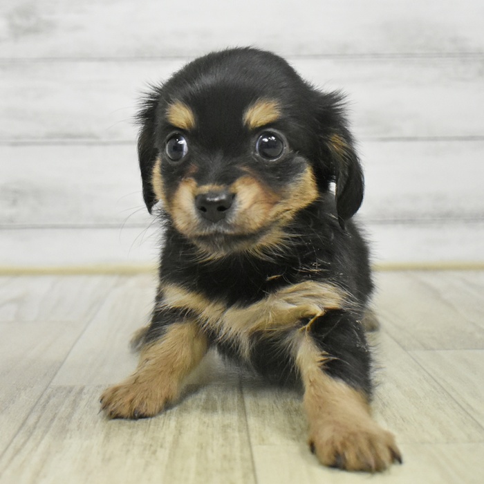 静岡県のチワックス(チワワ×ダックス) (犬の家＆猫の里プレ葉ウォーク浜北店/2025年9月1日生まれ/女の子/ブラックタン)の子犬の4枚目の画像