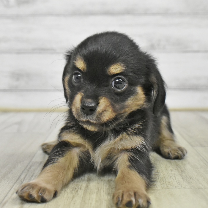 福岡県のチワックス(チワワ×ダックス) (犬の家＆猫の里トリアス久山店/2025年9月1日生まれ/男の子/ブラックタン)の子犬
