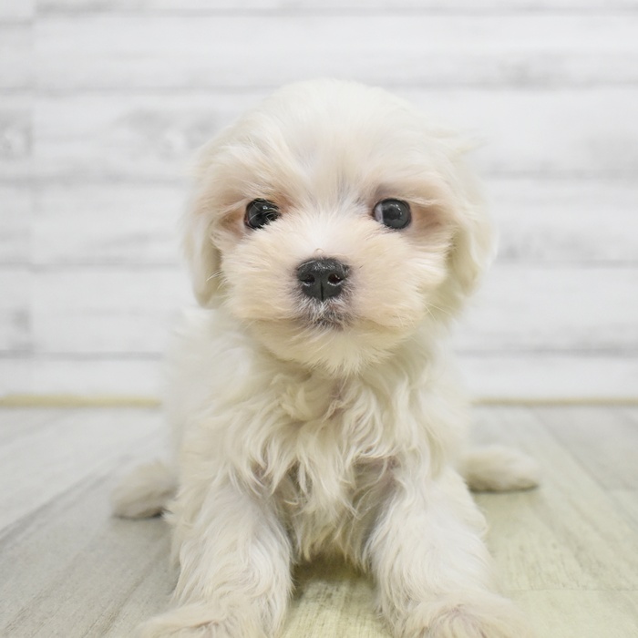 福岡県のマルチーズ (犬の家＆猫の里トリアス久山店/2025年8月31日生まれ/男の子/ホワイト)の子犬