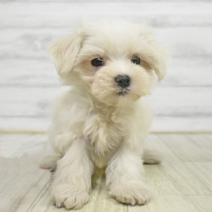 愛知県のマルチーズ (犬の家＆猫の里エアポートウォーク店/2025年8月31日生まれ/女の子/ホワイト)の子犬の2枚目の画像