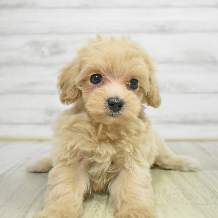 千葉県のマルプー(マルチーズ×プードル) (犬の家＆猫の里BIGHOPガーデンモール印西店/2025年8月30日生まれ/女の子/アプリコット)の子犬の3枚目の画像