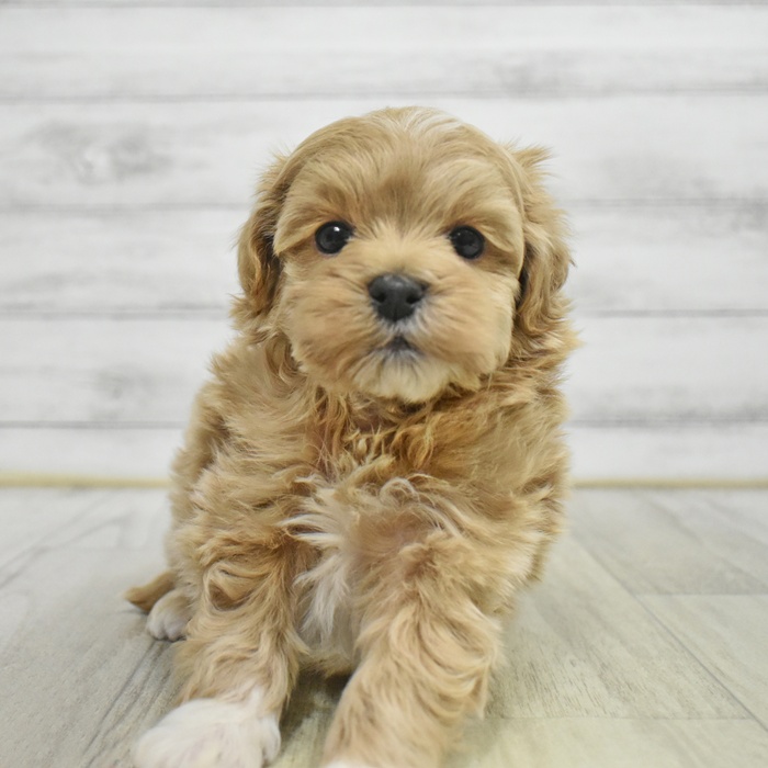 神奈川県のマルプー(マルチーズ×プードル) (犬の家＆猫の里小田原店/2025年8月31日生まれ/男の子/アプリコット)の子犬の4枚目の画像