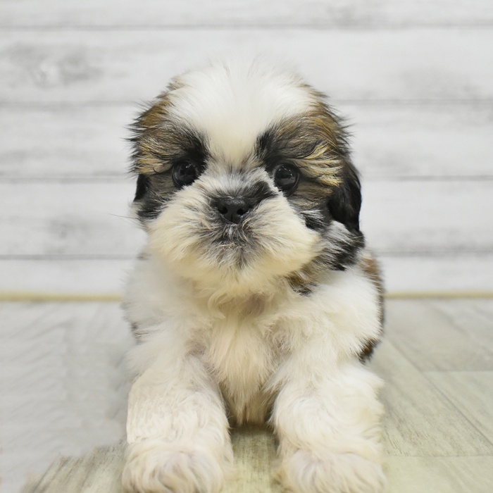 愛知県のシーズー (犬の家＆猫の里岡崎店/2025年9月1日生まれ/男の子/ゴールドホワイト)の子犬の2枚目の画像