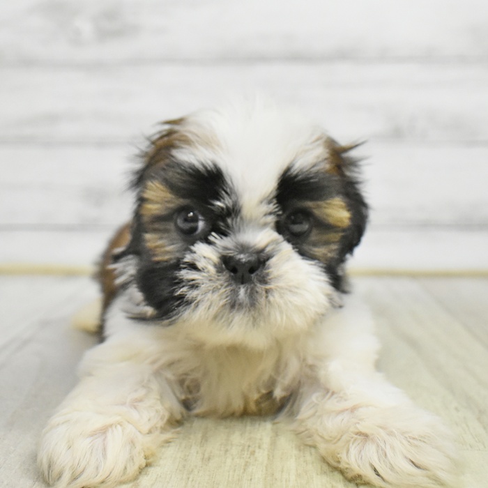 静岡県のシーズー (犬の家＆猫の里富士店/2025年9月1日生まれ/男の子/ゴールドホワイト)の子犬の2枚目の画像