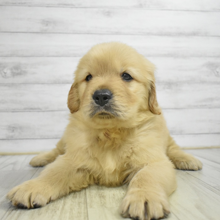 愛知県のゴールデンレトリバー (犬の家＆猫の里岡崎店/2025年9月2日生まれ/男の子/ゴールデン)の子犬