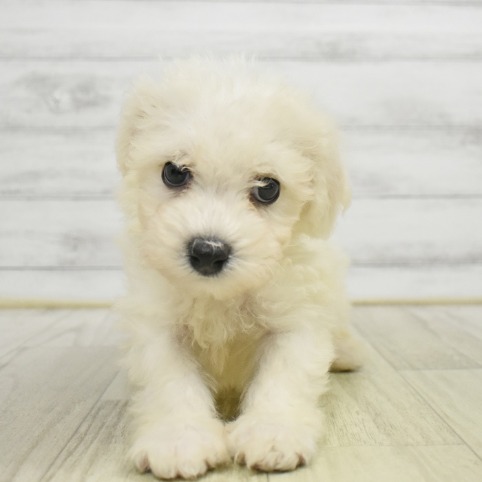 富山県のビションフリーゼ (犬の家＆猫の里アミーゴ山室店/2025年9月1日生まれ/男の子/ホワイト)の子犬