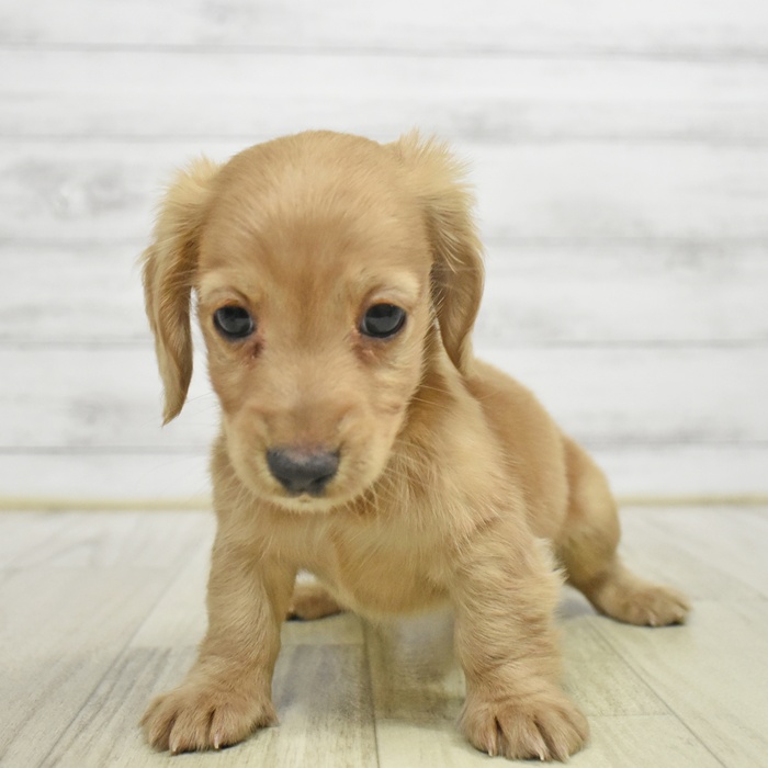 神奈川県のミニチュアダックスフンド(ロング) (犬の家＆猫の里相模原店/2025年9月1日生まれ/女の子/ゴールド)の子犬の2枚目の画像