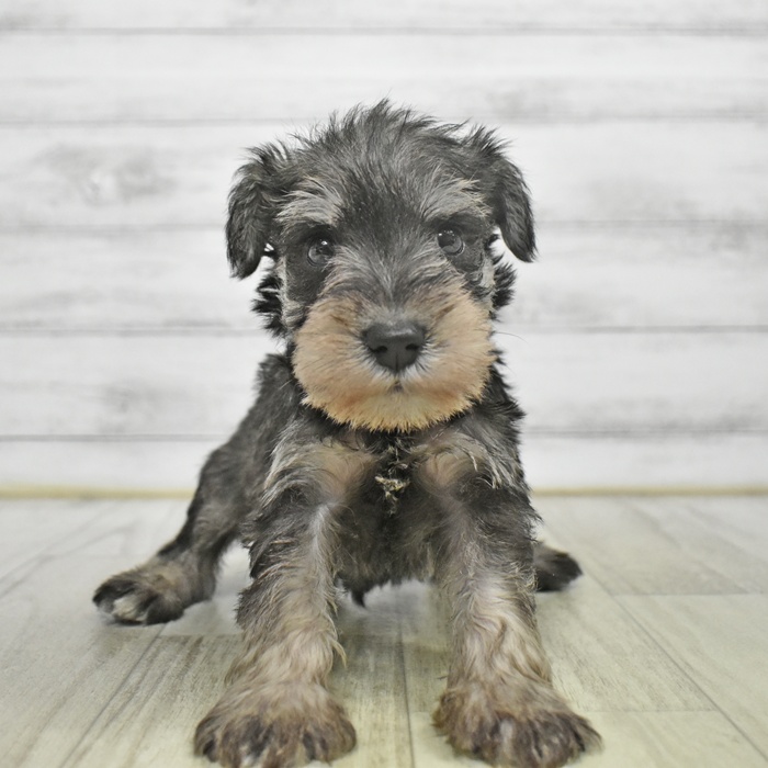 静岡県のミニチュアシュナウザー (犬の家＆猫の里マークイズ静岡店/2025年9月1日生まれ/男の子/ソルトペッパー)の子犬の2枚目の画像