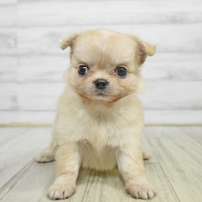 福岡県のチワワ(ロング) (犬の家＆猫の里トリアス久山店/2025年8月28日生まれ/男の子/クリーム)の子犬