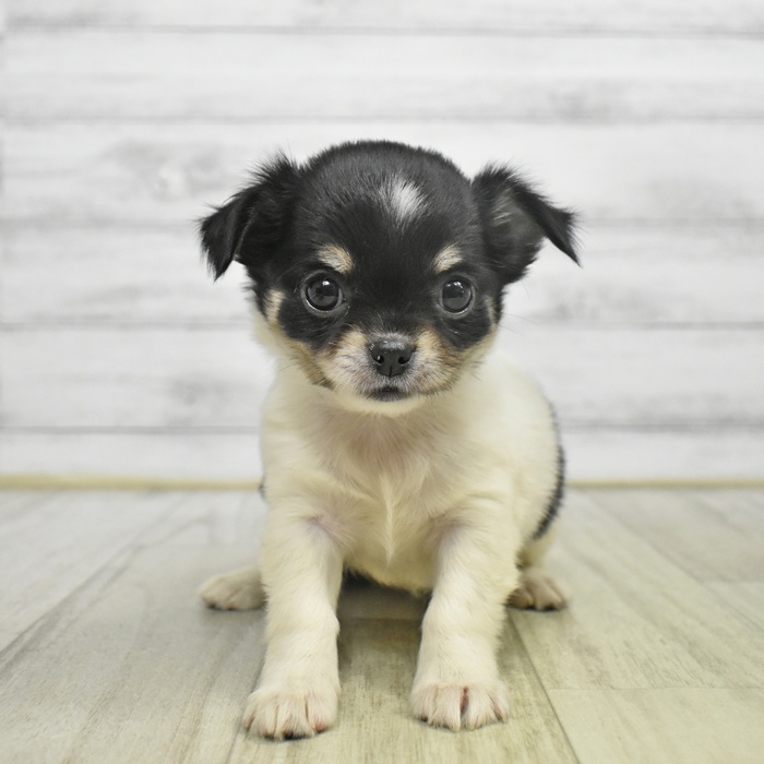 愛知県のチワワ(ロング) (犬の家＆猫の里春日井本店/2025年8月28日生まれ/女の子/ホワイトブラックタン)の子犬の2枚目の画像