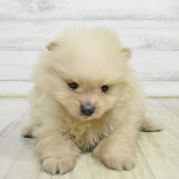 愛知県のポメラニアン (犬の家＆猫の里エアポートウォーク店/2025年9月2日生まれ/男の子/クリーム)の子犬の4枚目の画像