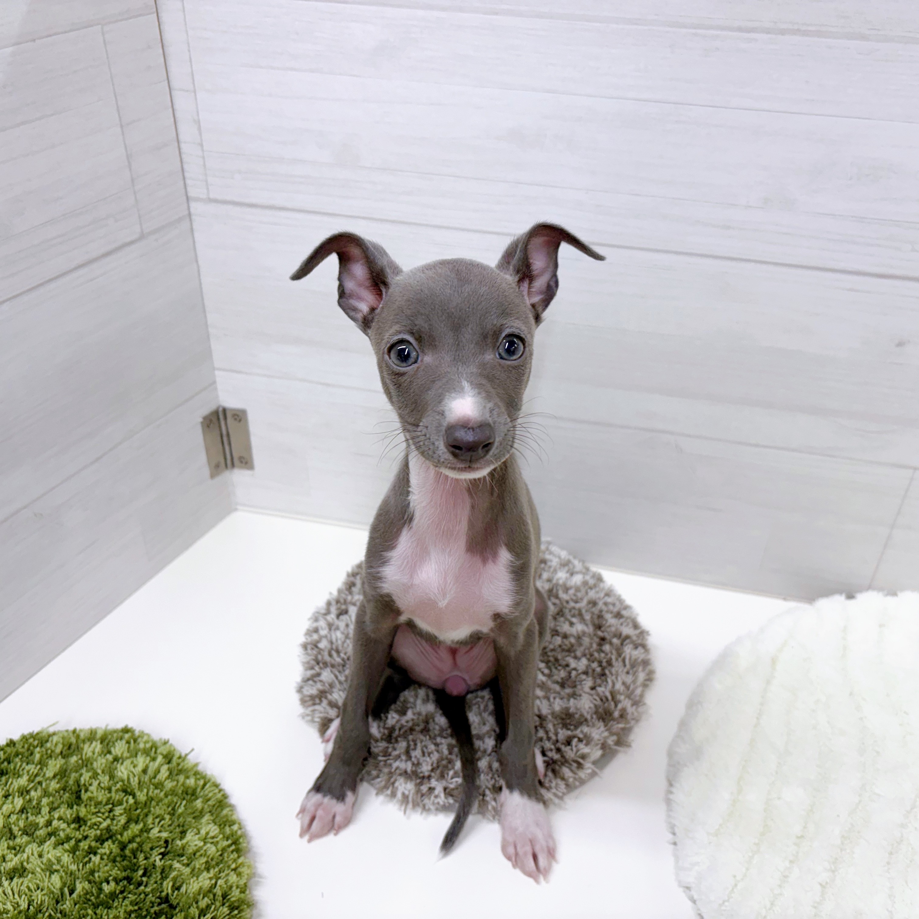 石川県のイタリアングレーハウンド (犬の家＆猫の里アミーゴ金沢おこばた店/2025年9月1日生まれ/女の子/ブルーホワイト)の子犬の1枚目の画像