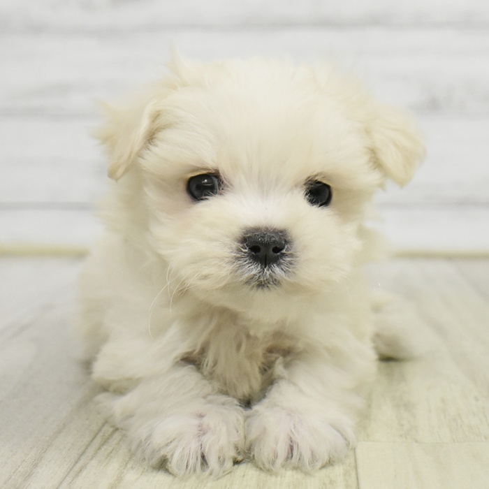 神奈川県のマルチーズ (犬の家＆猫の里モザイクモール港北店/2025年9月1日生まれ/男の子/ホワイト)の子犬の2枚目の画像