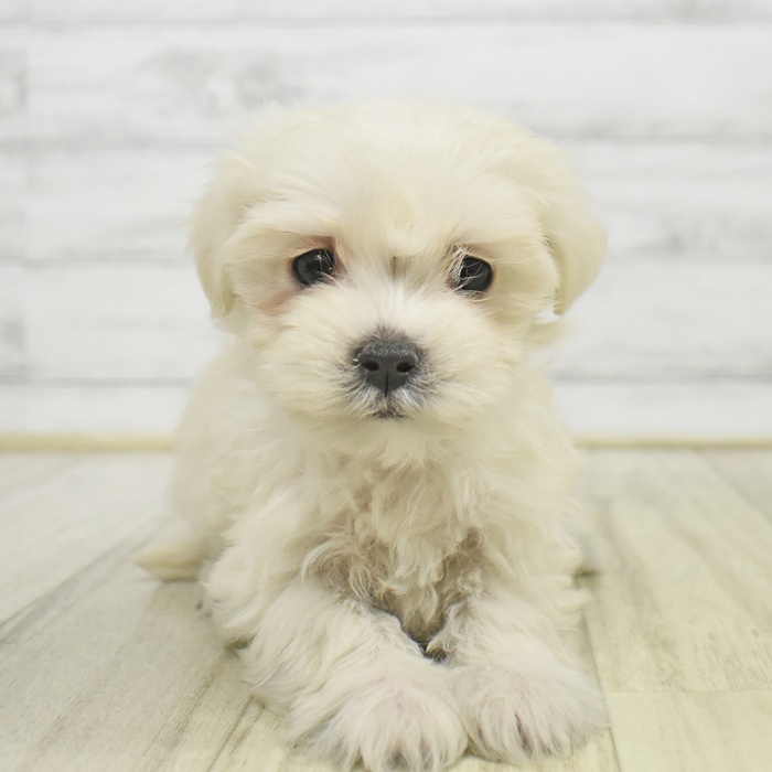 愛知県のマルチーズ (犬の家＆猫の里春日井本店/2025年9月1日生まれ/女の子/ホワイト)の子犬の2枚目の画像