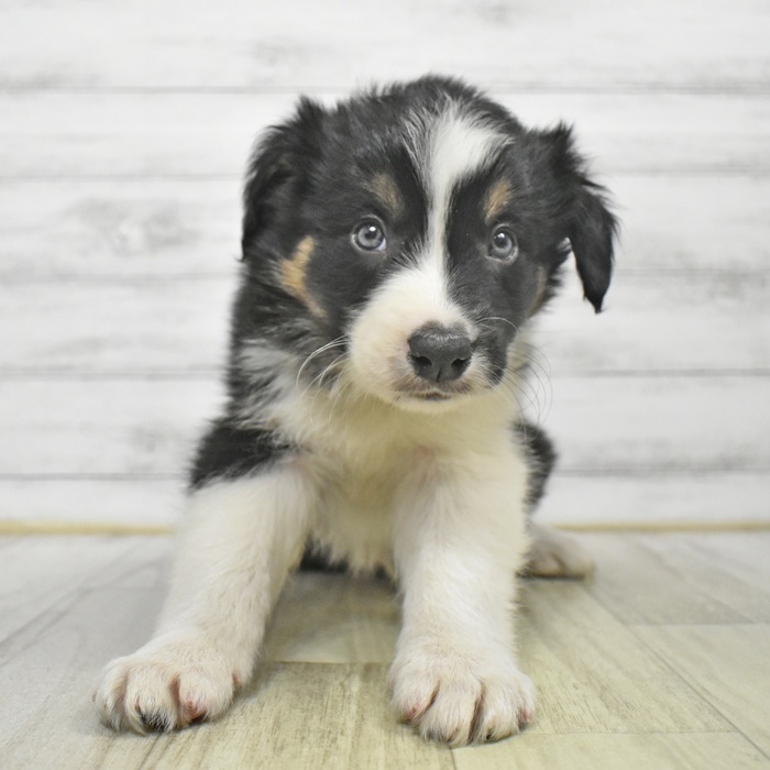 愛知県のボーダーコリー (犬の家＆猫の里豊川インター店/2025年9月1日生まれ/男の子/トライカラー)の子犬