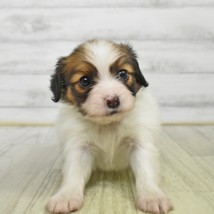 静岡県のパピヨン (犬の家＆猫の里富士店/2025年9月2日生まれ/女の子/ホワイトブラウン)の子犬の2枚目の画像