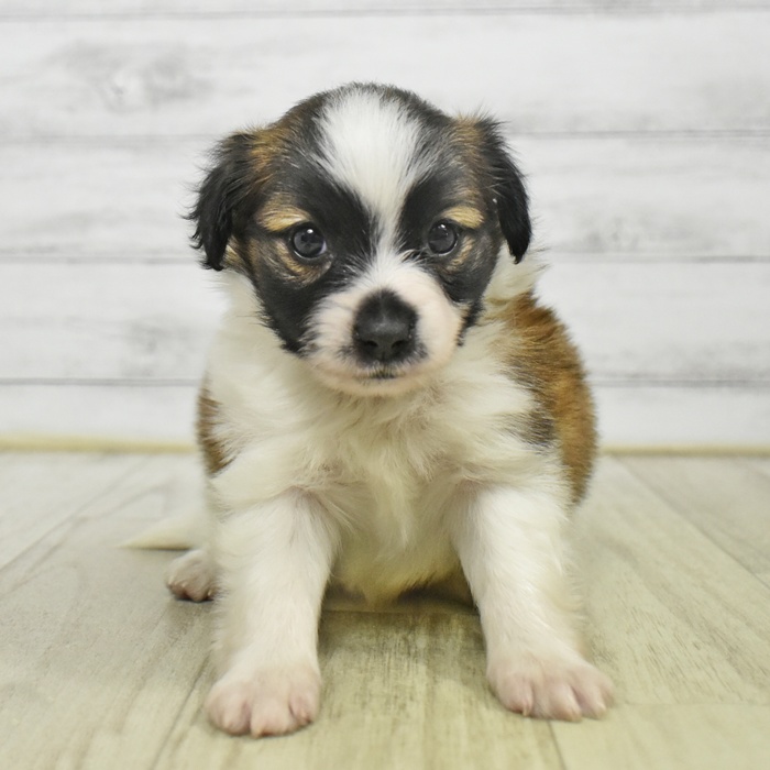 静岡県のパピヨン (犬の家＆猫の里マークイズ静岡店/2025年9月2日生まれ/男の子/ホワイトブラウン)の子犬の2枚目の画像