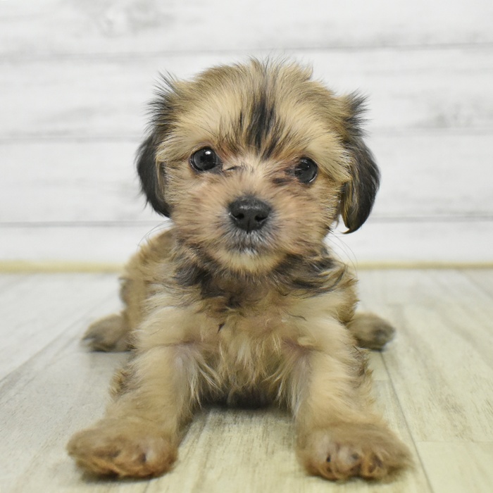 千葉県のマルックス(マルチーズ×ダックス) (犬の家＆猫の里ワンズモール稲毛店/2025年8月30日生まれ/男の子/シェーデットクリーム)の子犬