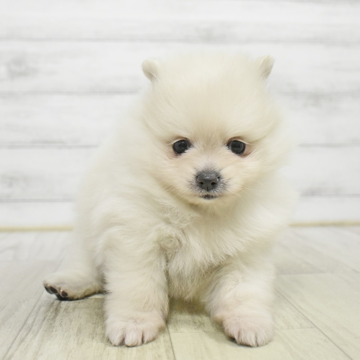 東京都のポメラニアン (犬の家＆猫の里新宿店/2025年8月31日生まれ/女の子/クリーム)の子犬の2枚目の画像