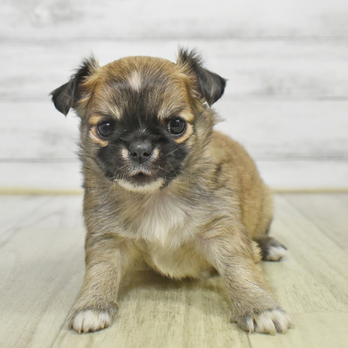 富山県のチワワ(ロング) (犬の家＆猫の里アミーゴ高岡蓮花寺店/2025年9月2日生まれ/女の子/レッドホワイト)の子犬の4枚目の画像