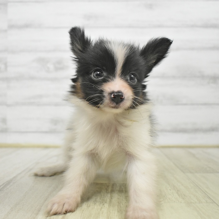 富山県のパピヨン (犬の家＆猫の里アミーゴ高岡蓮花寺店/2025年9月1日生まれ/男の子/トライカラー)の子犬の2枚目の画像