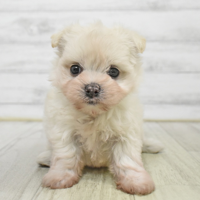 神奈川県のチワマル/マルチワ(チワワ×マルチーズ) (犬の家＆猫の里小田原店/2025年9月2日生まれ/女の子/クリーム)の子犬の2枚目の画像