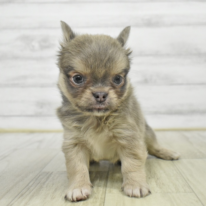 神奈川県のチワワ(ロング) (犬の家＆猫の里小田原店/2025年9月2日生まれ/男の子/ブルーフォーンホワイト)の子犬