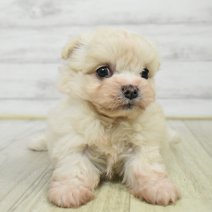愛知県のチワマル/マルチワ(チワワ×マルチーズ) (犬の家＆猫の里豊川インター店/2025年9月2日生まれ/男の子/クリーム)の子犬の1枚目の画像