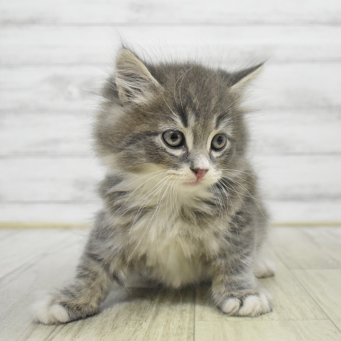 静岡県のサイベリアン (犬の家＆猫の里藤枝店/2025年9月1日生まれ/男の子/ブルータビーホワイト)の子猫の3枚目の画像