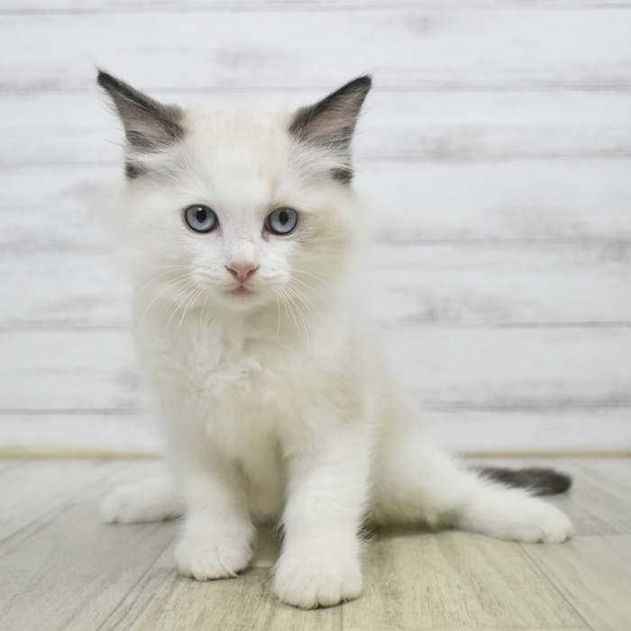 長野県のラグドール (犬の家＆猫の里カインズ梓川店/2025年9月1日生まれ/男の子/シールポイントバイカラー)の子猫の4枚目の画像