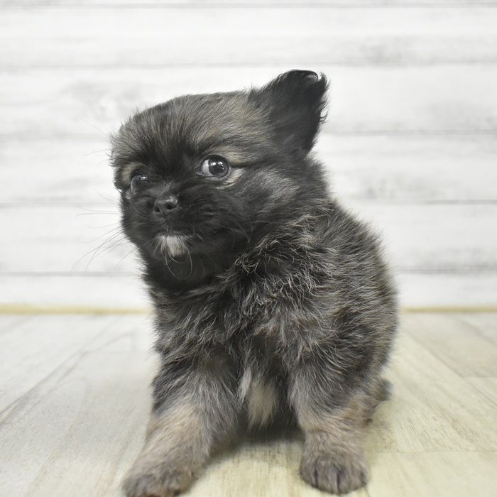 長野県のポメチワ/チワポメ/ポメチー(ポメラニアン×チワワ) (犬の家＆猫の里長野店/2025年9月1日生まれ/女の子/ウルフセーブル)の子犬