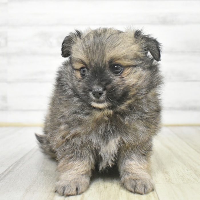 福井県のポメチワ/チワポメ/ポメチー(ポメラニアン×チワワ) (犬の家＆猫の里アミーゴ福井大和田店/2025年9月1日生まれ/男の子/ウルフセーブル)の子犬