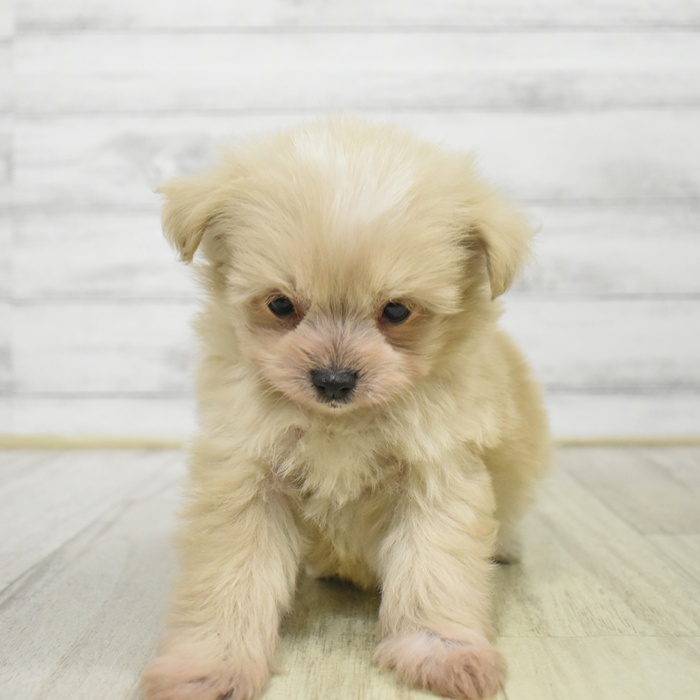 福岡県のポメプー(ポメラニアン×プードル) (犬の家＆猫の里シュロアモール筑紫野店/2025年9月1日生まれ/男の子/クリーム)の子犬