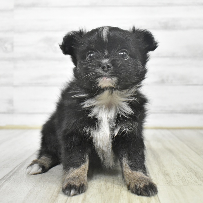 福岡県のポメチワ/チワポメ/ポメチー(ポメラニアン×チワワ) (犬の家＆猫の里シュロアモール筑紫野店/2025年9月1日生まれ/女の子/ブラックタンホワイト)の子犬