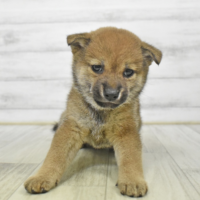 千葉県の豆柴 (犬の家＆猫の里BIGHOPガーデンモール印西店/2025年8月30日生まれ/女の子/赤)の子犬の3枚目の画像