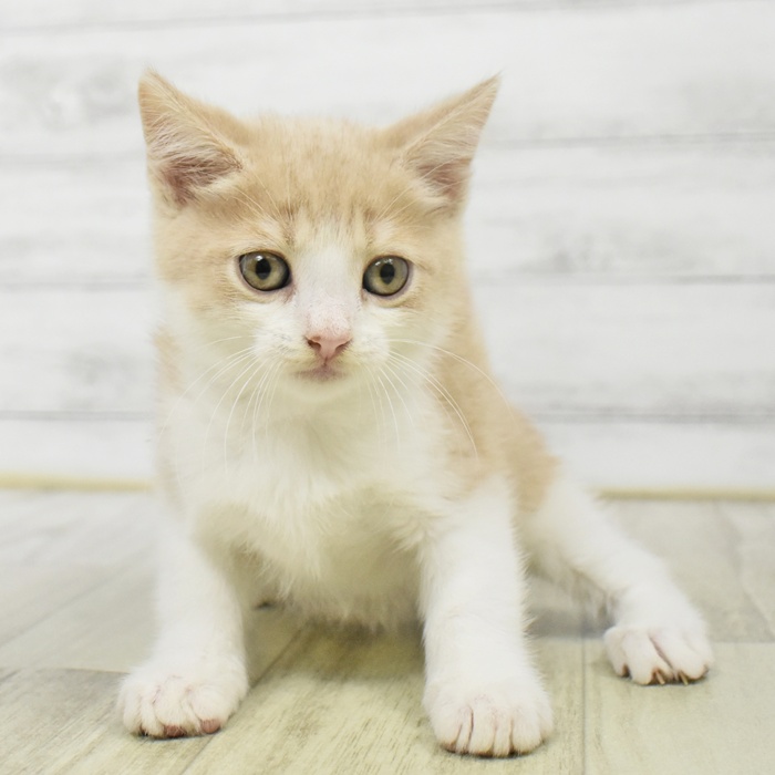 千葉県のミヌエット (犬の家＆猫の里BIGHOPガーデンモール印西店/2025年9月2日生まれ/男の子/クリームタビーホワイト)の子猫の3枚目の画像