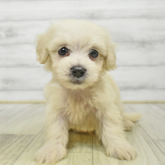 静岡県のマルックス(マルチーズ×ダックス) (犬の家＆猫の里富士店/2025年9月1日生まれ/男の子/クリーム)の子犬の2枚目の画像