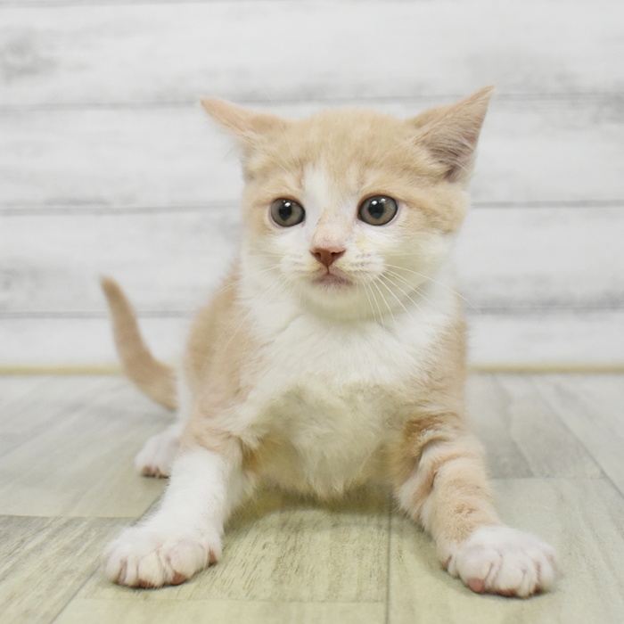 愛知県のミヌエット (犬の家＆猫の里豊川インター店/2025年9月2日生まれ/男の子/クリームタビーホワイト)の子猫