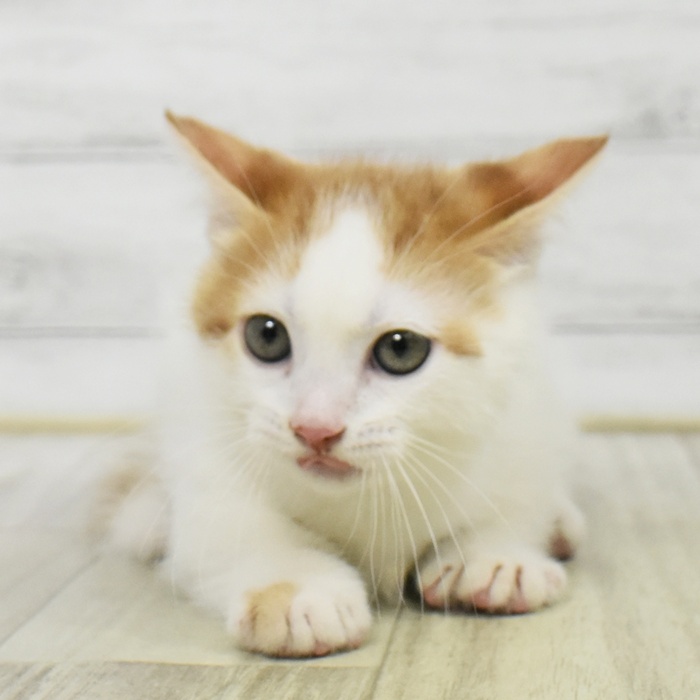 神奈川県のマンチカン (犬の家＆猫の里小田原店/2025年9月1日生まれ/男の子/レッドタビーホワイト)の子猫