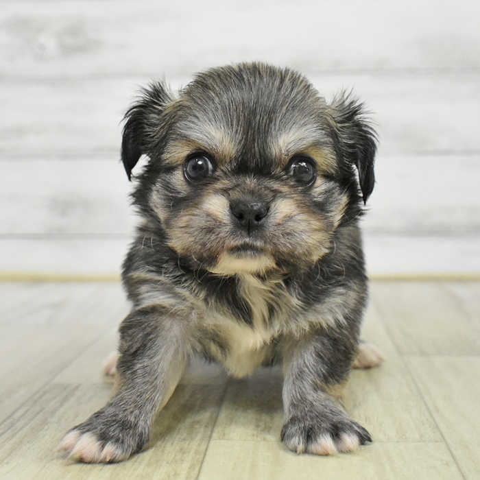 福井県のチワペキ/ペキチー/ペキチワ(チワワ×ペキニーズ) (犬の家＆猫の里福井店/2025年8月31日生まれ/男の子/フォーン)の子犬