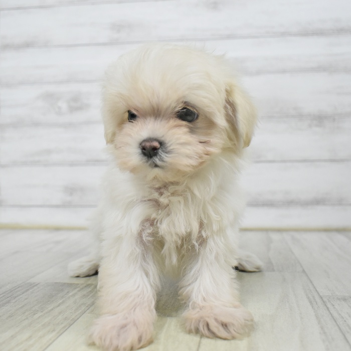 愛知県のマルプー(マルチーズ×プードル) (犬の家＆猫の里春日井本店/2025年9月2日生まれ/女の子/クリーム)の子犬の2枚目の画像