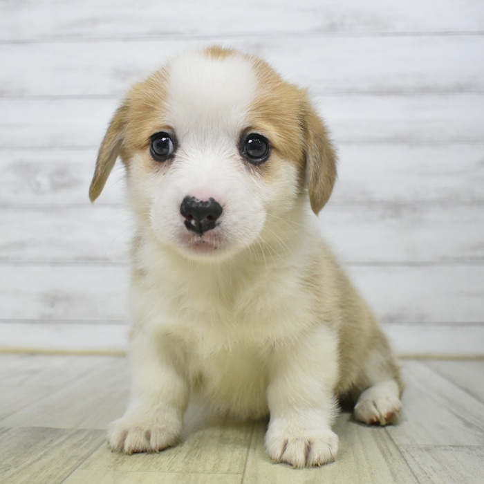 愛知県のウェルシュコーギーペンブローク (犬の家＆猫の里豊川インター店/2025年9月2日生まれ/女の子/セーブルホワイト)の子犬の2枚目の画像