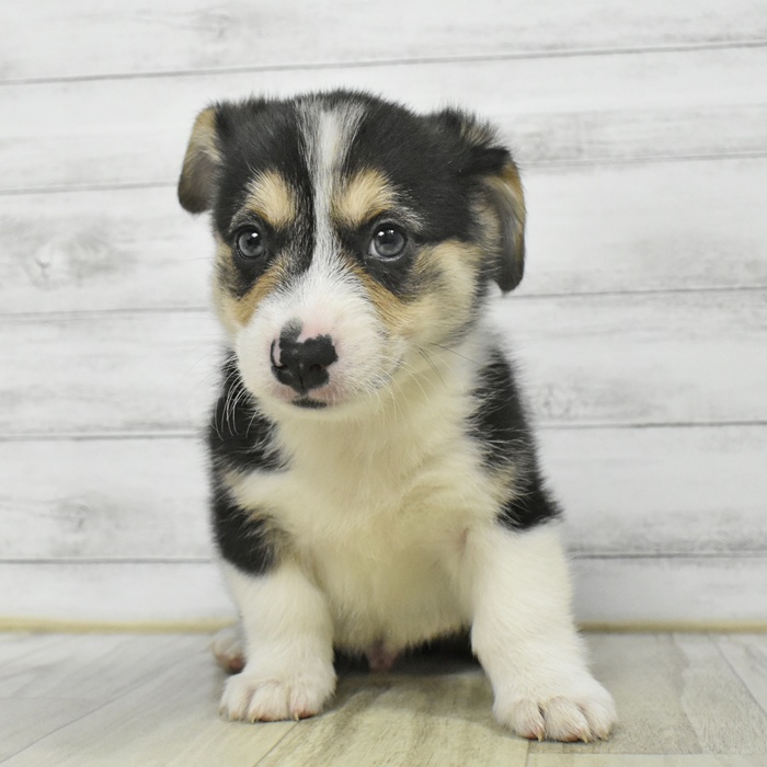 静岡県のウェルシュコーギーペンブローク (犬の家＆猫の里藤枝店/2025年9月2日生まれ/男の子/ブラックタンホワイト)の子犬の2枚目の画像