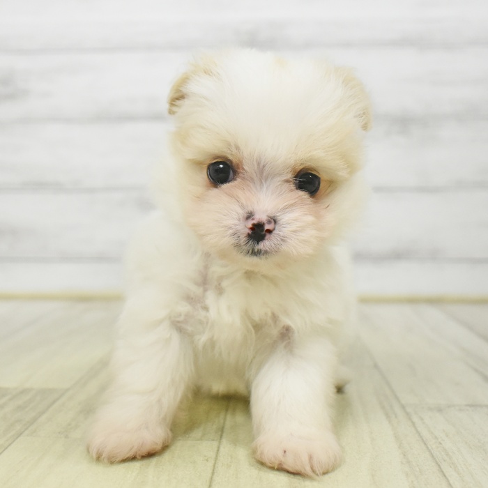 福岡県のポメマル/マルポメ(ポメラニアン×マルチーズ) (犬の家＆猫の里トリアス久山店/2025年9月2日生まれ/女の子/パーティーカラー)の子犬