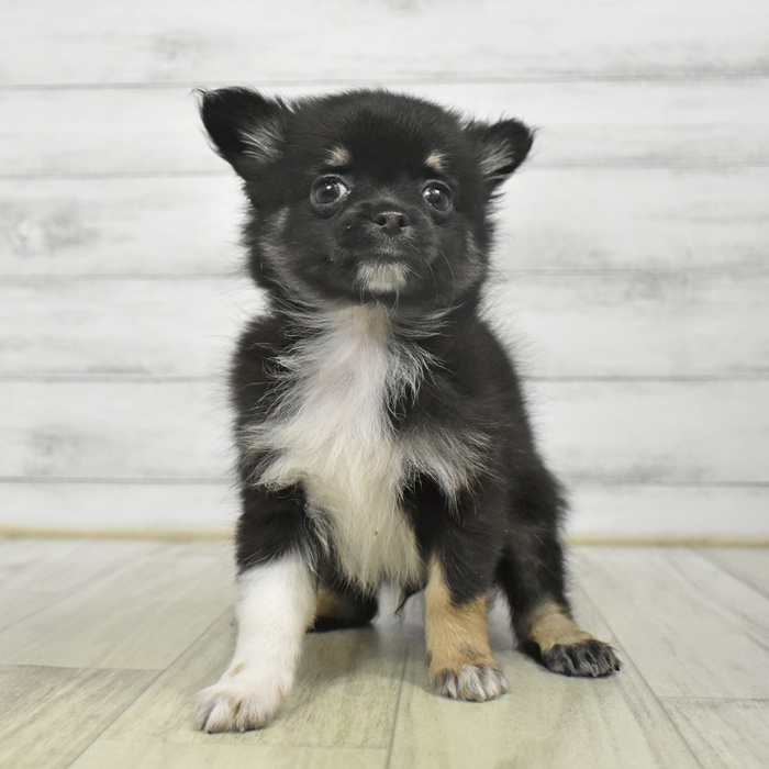 富山県のポメチワ/チワポメ/ポメチー(ポメラニアン×チワワ) (犬の家＆猫の里富山店/2025年9月1日生まれ/男の子/ブラックタン)の子犬