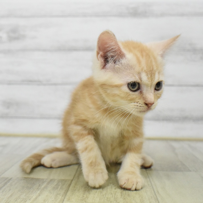 福岡県のマンチカン (犬の家＆猫の里トリアス久山店/2025年9月2日生まれ/女の子/レッドタビー)の子猫