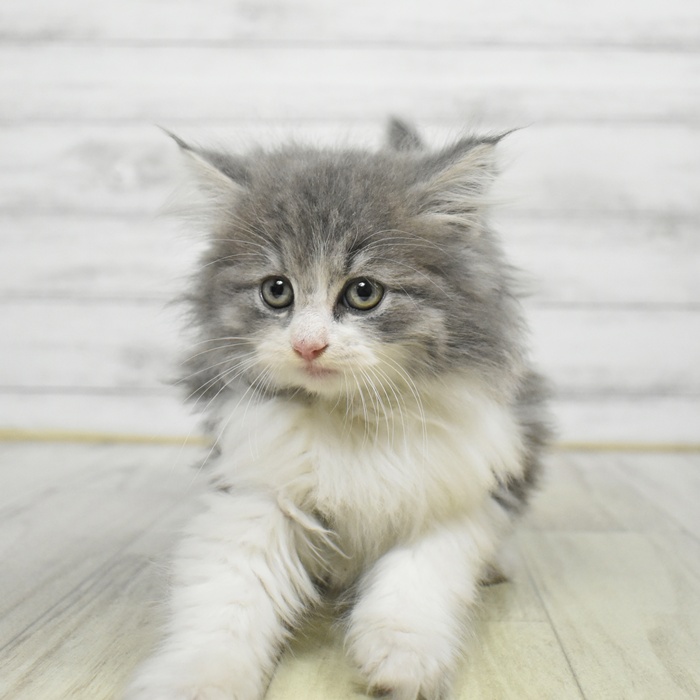 愛知県のサイベリアン (犬の家＆猫の里岡崎店/2025年9月1日生まれ/女の子/ブルータビーホワイト)の子猫