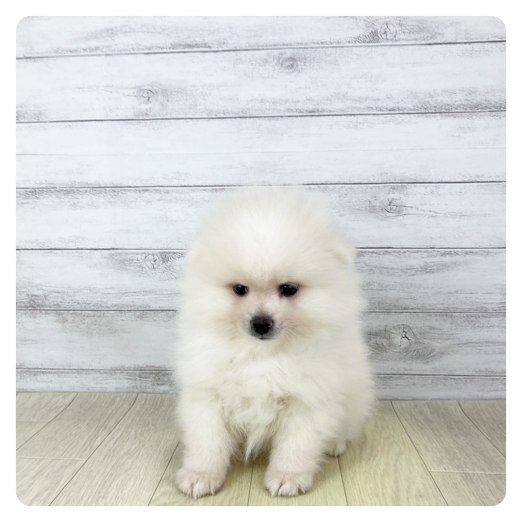 三重県のポメラニアン (犬の家＆猫の里三重桑名店/2025年8月26日生まれ/男の子/クリーム)の子犬の2枚目の画像