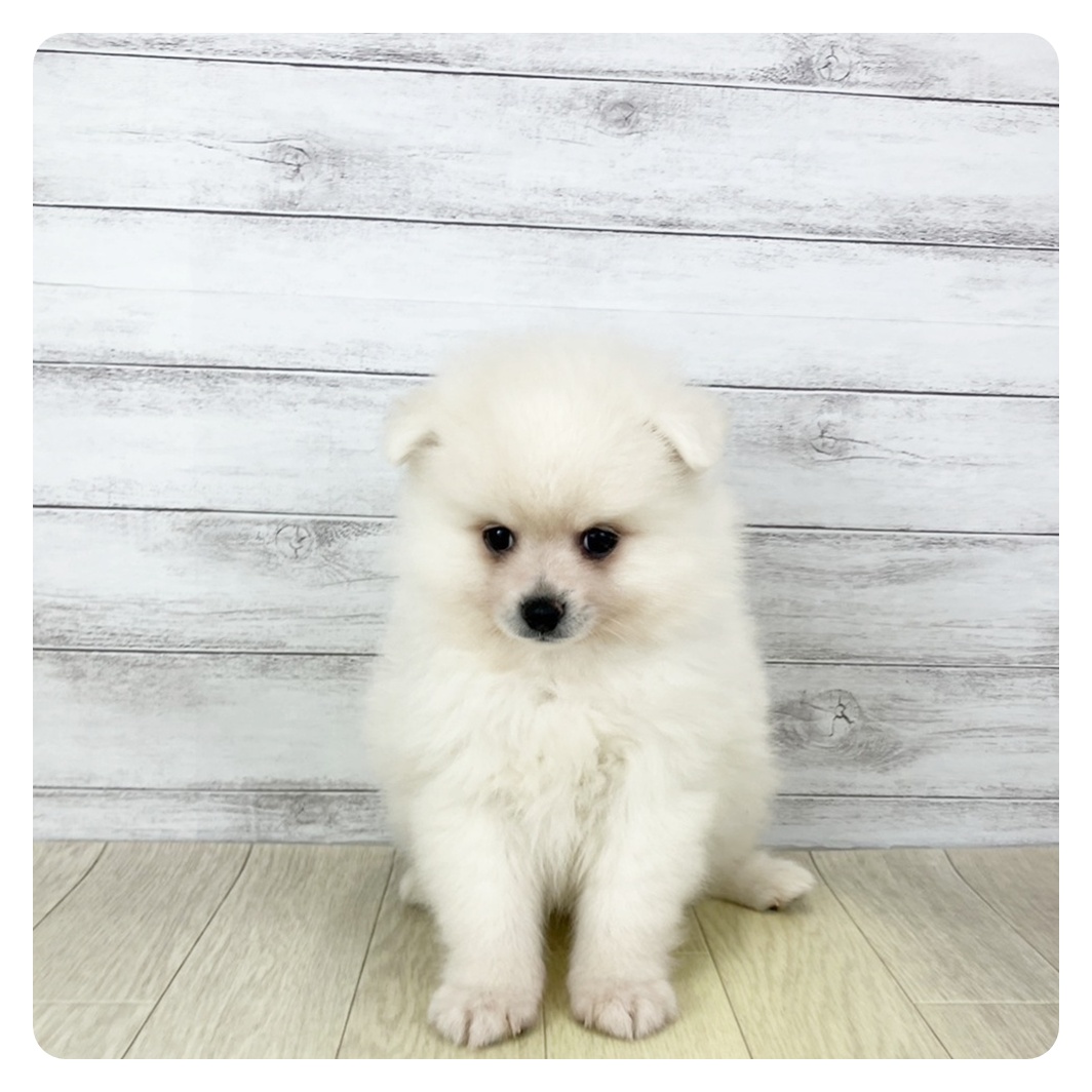 2025年8月26日生まれのポメラニアンの7枚目の写真
