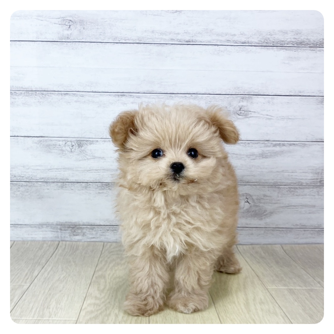岡山県のポメプー(ポメラニアン×プードル) (犬の家＆猫の里倉敷店/2025年8月28日生まれ/女の子/クリーム)の子犬